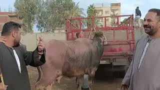 صاحبها بيبقي من تمنها ٢٠ الف جنيه اغلي جاموسه نزلت سوق المواشي