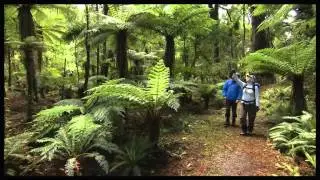 Discover Hollyford - &lrm;Fiordland National Park