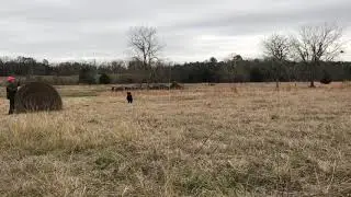 Louter Creek Hunting Poodles 
