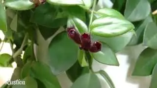 Arroser ses plantes vertes avec de l’engrais