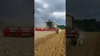 Weizen Ballern 🔥🚜🔥#weizen #fendt #fendtpower #claas #&uuml;berladewagen