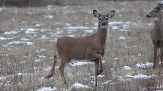 Deer Dance