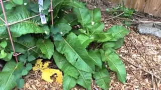 Yellow Dock (Rumex crispus) - Weed or Useful Plant?
