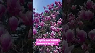 #sea #flowers Магнолии цветут 💗