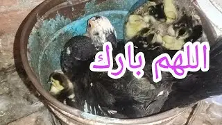 هو دا الرزق والخير اللي بيهون التربية 🌷🐥 شوفوا الصغنن الجميل 🌷