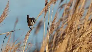 Bearded Tit