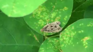 Tortricid Moth (Tortricidae) on Leaf