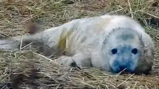 Gray Seal Pupping ▪︎ 12/19/25 ▪︎ Mamas & Pups ▪︎ Explore.org 