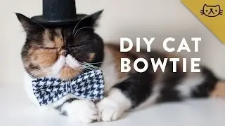 How to Make a Cat Bowtie