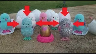 Super Rare Little Live Pets Chicks Open Rare Golden Hatchimals Colleggtibles Egg
