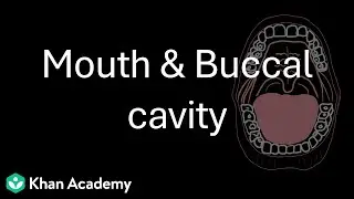 Mouth and Buccal Cavity | Digestion and absorption | Class 12 | Zoology | Telangana | Khan Academy
