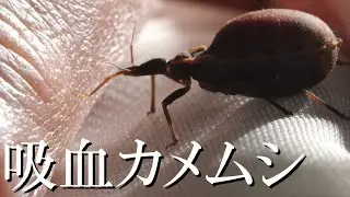 【サシガメ】~恐怖の吸血カメムシ~【シャーガス病】