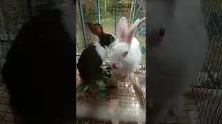 The two rabbits are thinking a lot ❤️#shorts