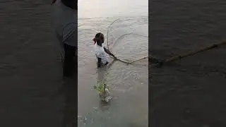 net fishing in lake #shortsfeed #youtubeshorts #fish