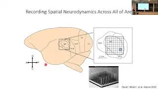 Intrinsic traveling waves and visual perception
