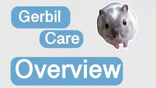 Basic gerbil care | care overview