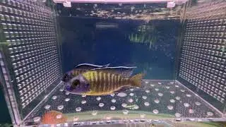 藍黎明孔雀 A. stuartgranti ''blue neon'' undu reef