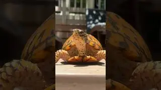 Give Her Personal Space! 🐢 #shorts #boxturtle #cute #comedy #vortexturtles #fypシ゚