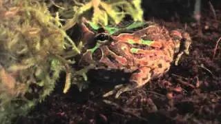 New Fantasy Frog