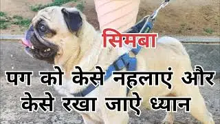 पग को केसे नहलाएं