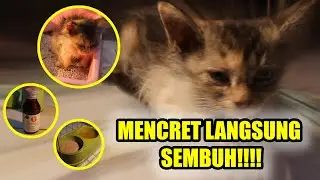 MENGATASI KUCING DIARE (KITTEN MENCRET)