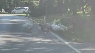 Nashville Traffic Blockade (via Geese)