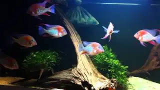Acarichthys heckeli_update_03_2014