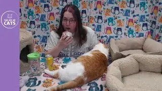 Cat Tongue Safety: Food Cans and Other Sharp Things