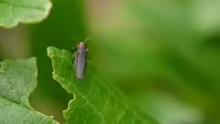 ムネアカナガタマムシ Agrilus　imitans の飛翔