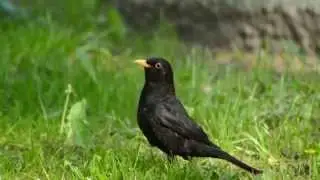 Mustarastas (Turdus merula) laulaa