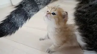 Kitten Chai loves grandfather cat's tail and owner's lap