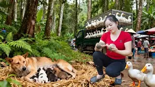 Harvesting 100+ Ducks at Tieu Van Farm | Truck Transport Go to Market & Caring for Newborn Puppies