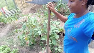 Vida simples na roça muita fartura no meu cantinho .