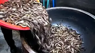 [Korean Food] Korean Food Chueotang (Mudfish Stew)