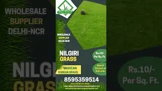 Premium Nilgiri Grass &ndash; Wholesale Prices in Delhi-NCR Call/WhatsApp: +91 85953 59514