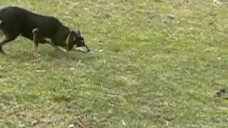 Working Kelpie Riana Soul working a couple of sheep