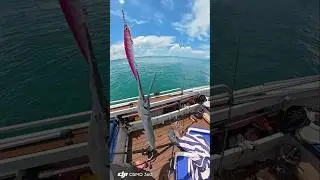 First Test, First Results &ndash; Entrepreneur Minnow Lure in Pink - Fishing Hardbaits in the Tropics