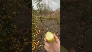 Ст ца Привольная  Лиман Сладкий