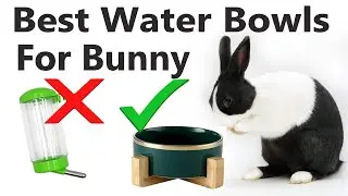 How To get Your BUNNY To Drink More WATER 💧💧💧