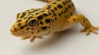friendly Leopard Gecko #pet #pets #leopardgecko #friendly #lizard #reptiles #reptile