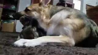 Play fighting with mom - German Shepherd Puppy