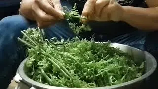 KUMAKAIN KA BA NETO | WILD FERN EDIBLE @Nasdyvlog28