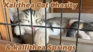 Kalithea Cat Charity & Kallithea Springs Rhodes Greece