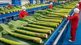 Inside a High-Tech Banana Fiber Fabric Factory You&rsquo;ve Never Seen Before