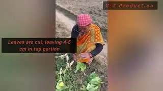 Radish Seed through root to seed method in English 