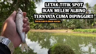 IKAN KECIL KECIL CABAI RAWIT YAITU LUKAS!! Mancing lukas teknik kumbul umpan rasbora spot sengoro