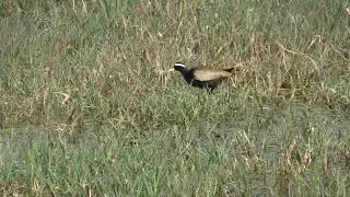 Jacana bronz&eacute; (Metopidius indicus) Bronze-winged Jacana