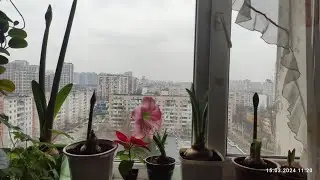 15.03.2024 р.пересаджую і очікую цвітіння 🤣😉 гіпеаструми і інші