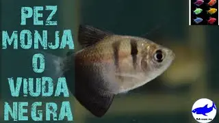 pez monja acuario/cuidados reproducci&oacute;n tipos y m&aacute;s/gymnocorymbus ternetzi