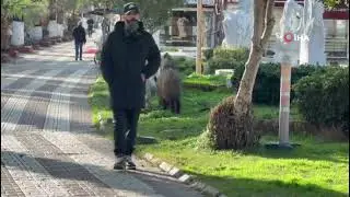 Domuzlar Şehir Merkezine İndi: Vatandaşlar Tedirgin Oldu!